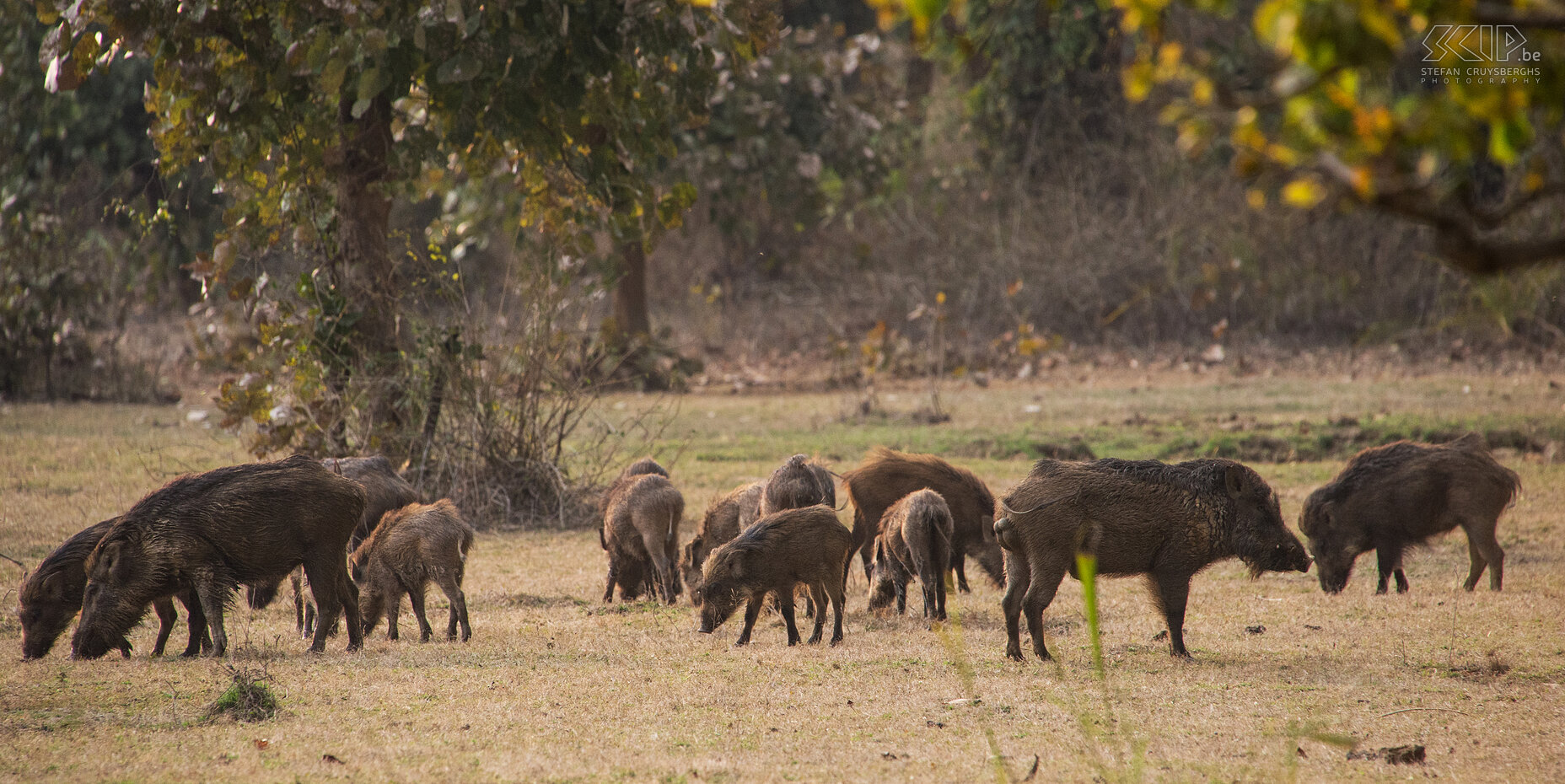 Bandhavgarh - Wilde zwijnen Een grote groep wilde zwijnen. Stefan Cruysberghs